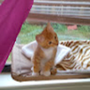 Meet your Posher, Mokie